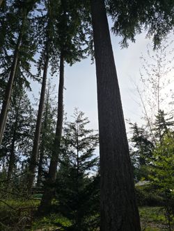 Free 9  Douglas Firs