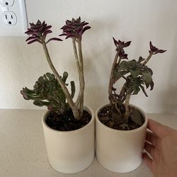 Two succulents in a ceramic pot 