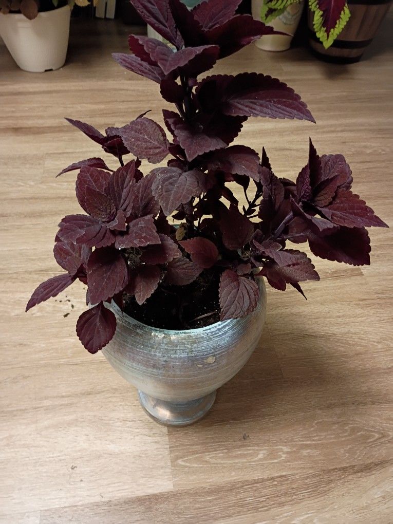 Beautiful Burgundy Coleus In Decorative Vase