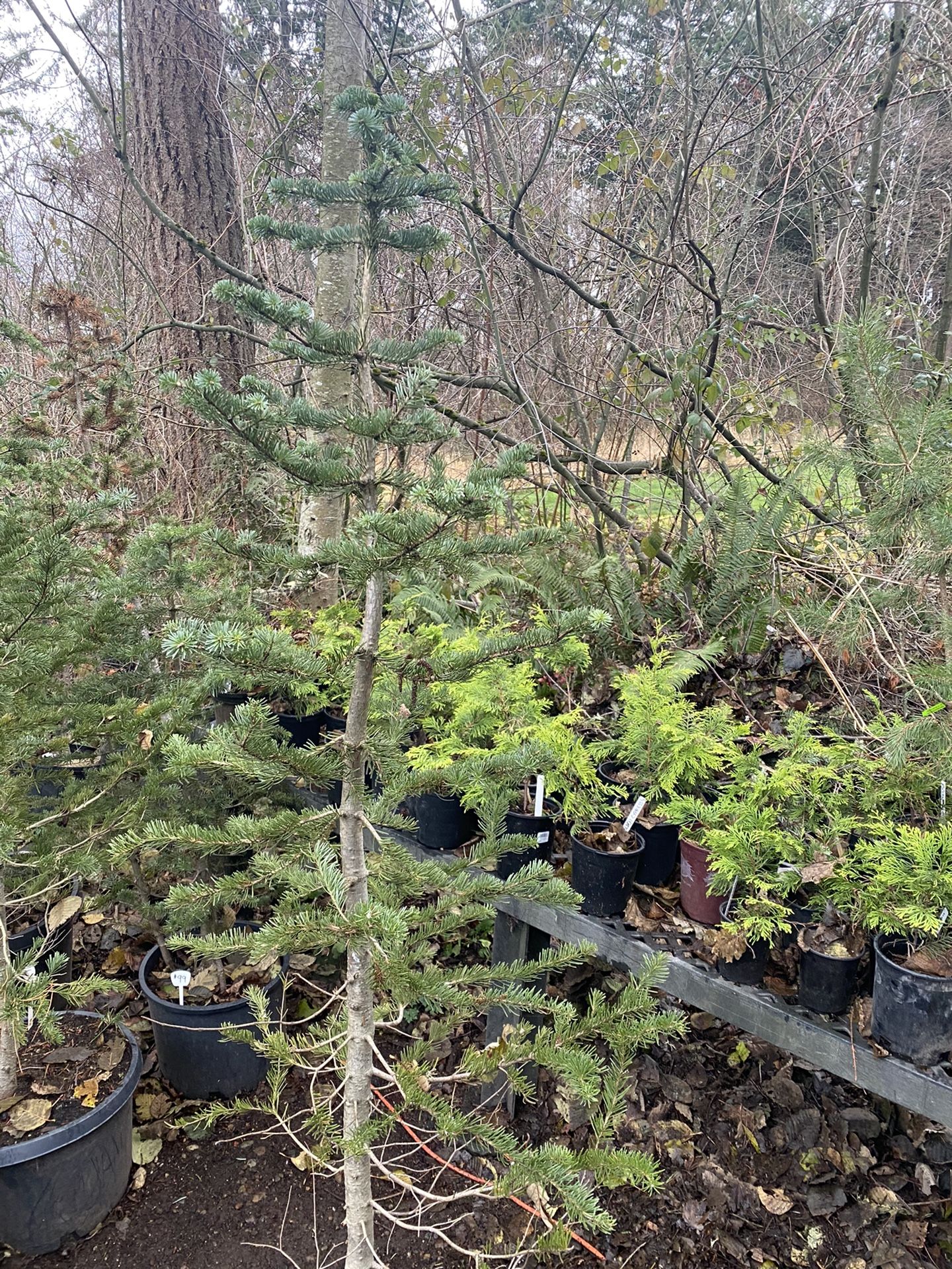 LIVE CHRISTMAS TREES for Sale in Puyallup, WA OfferUp