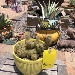 Mammillaria Elongata LADYFINGERS Cacti Plant In Yellow Ceramic Pot
