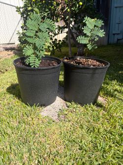 Tamarind plant