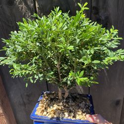 Bonsai Plans For Sale $50 Each Many To Choose From Japanese Maples Are Also Available