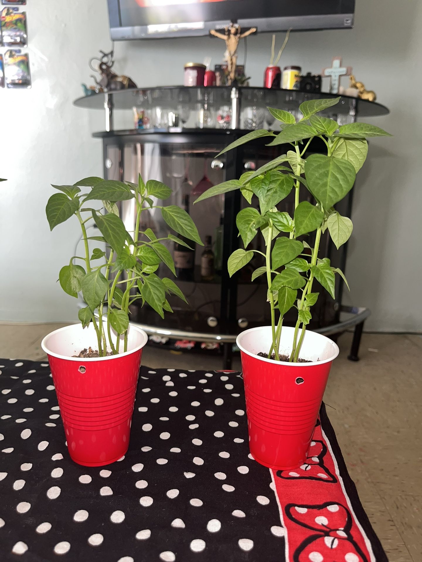 Poblano pepper plants For Sale