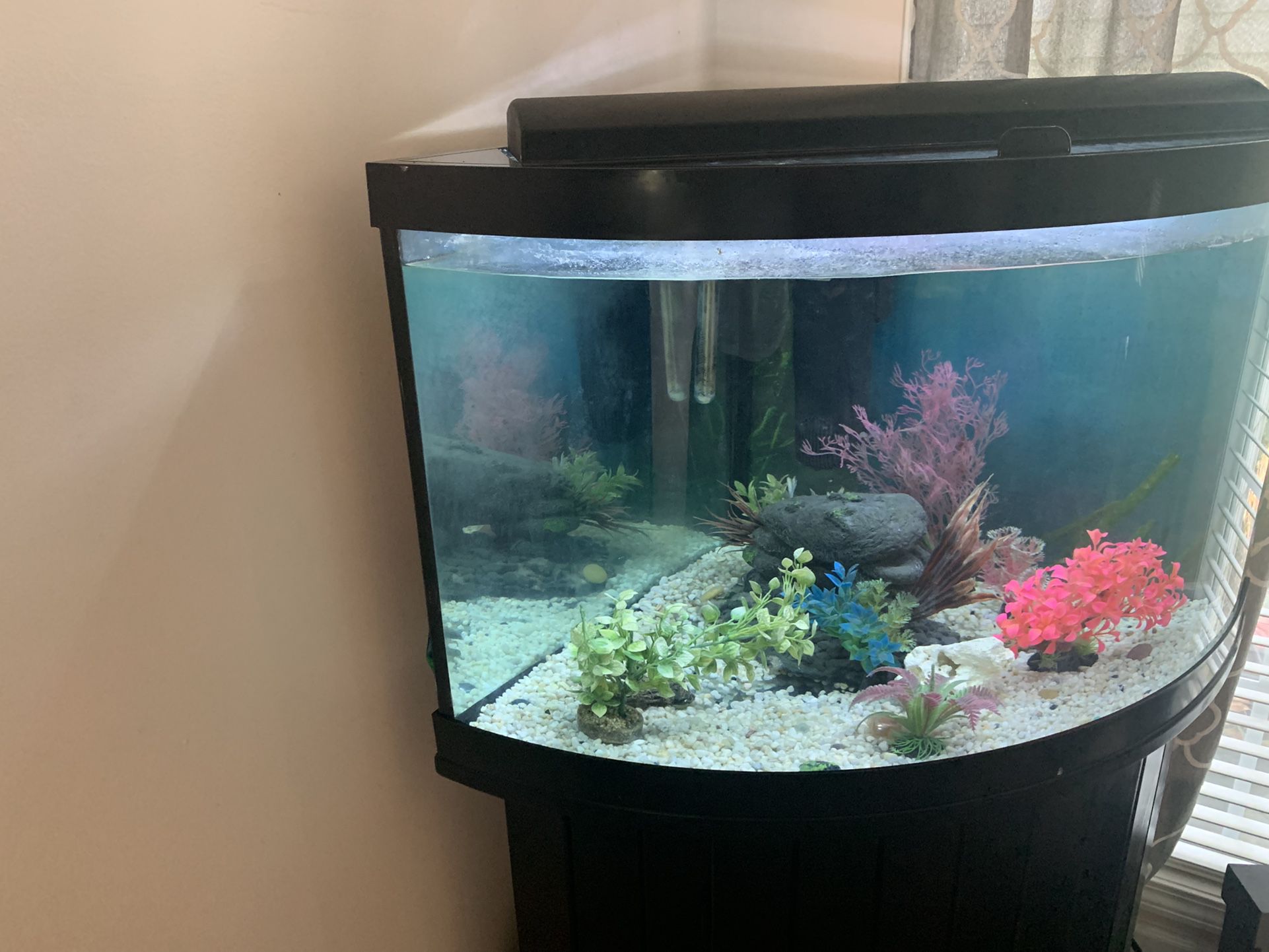 Bowfront 55 Gallon Tank W/stand  Surmersible Filter