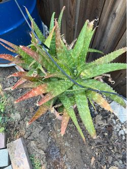Aloe Vera