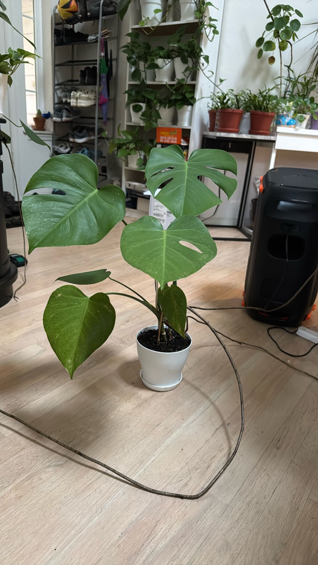 Monstera Plant In 6 Inches White Pot
