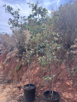 Oak tree (25 And 15 Gallon) SALE