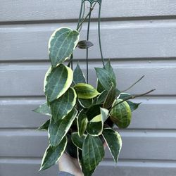 6” hoya macrophylla