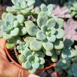 Succulent