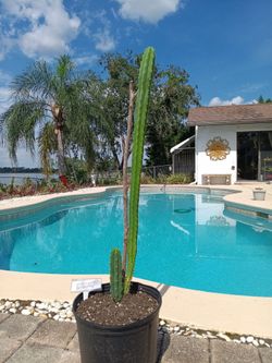 27"+6" San Pedro Cactus Potted - Trichocereus Pachanoi - Deltona, Fl