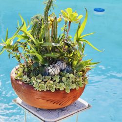 Succulent And Cactus Assortment In A Terracotta Pot
