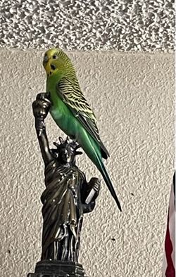 Parakeet