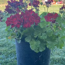Geranium  Dark Red Color Plant