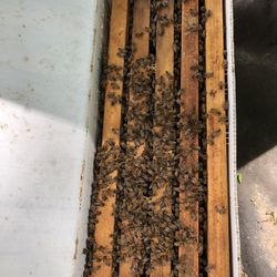 5 Frams Nuc Honey Bees