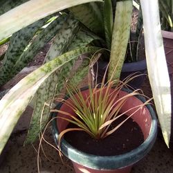 Ponytail Palm Baby In A Pot $8