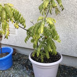 Curry Plant 