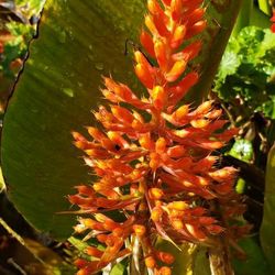 Bromeliad
