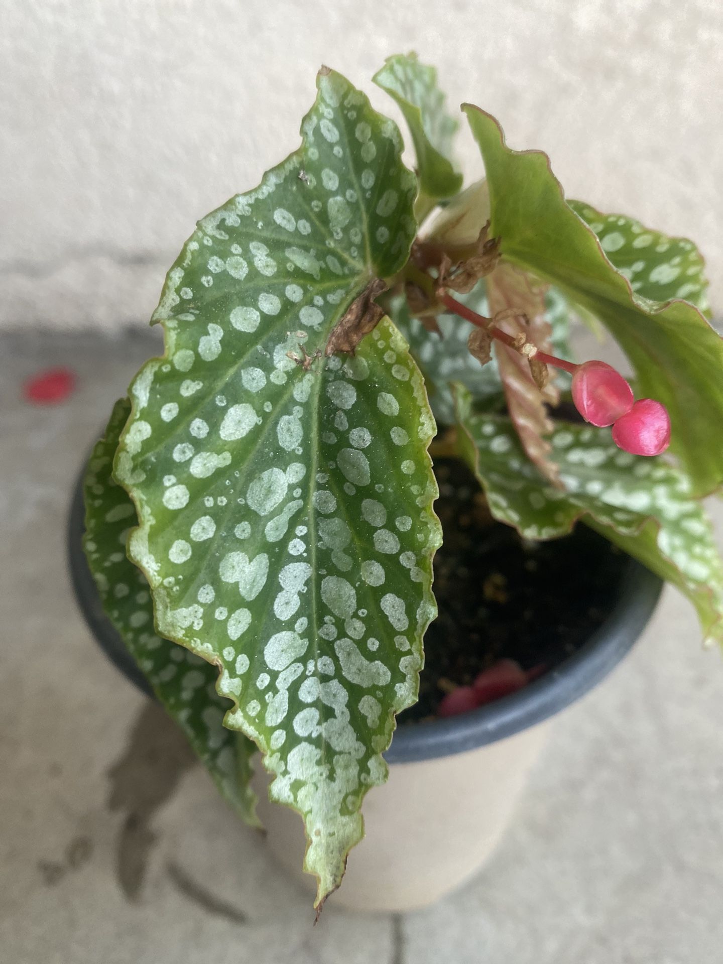 Begonia Ice Stater Blooming Plant, In 6 Inch Pot Pick Up Only