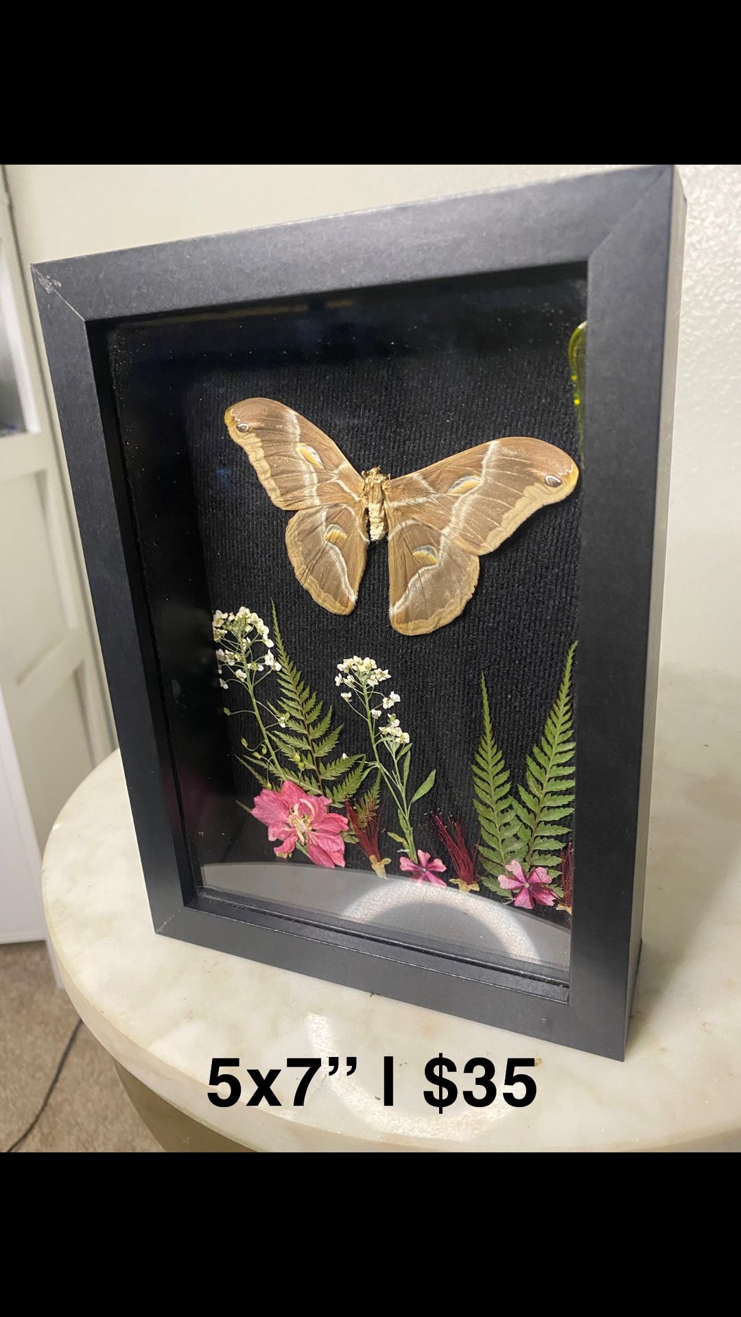 Moth Frame