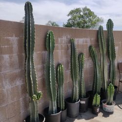 Cactus 🌵 $10-$55 read post details, $200 or Best Offer for ALL