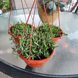 Necklace rubí string plant 