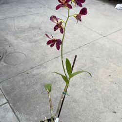 4” dendrobium orchid