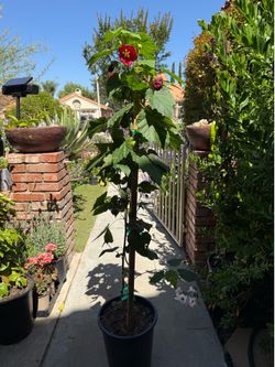 Abutilon red (Chinese lantern) 5gal