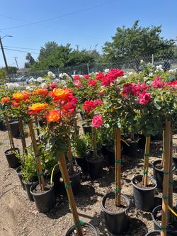 Rose Trees