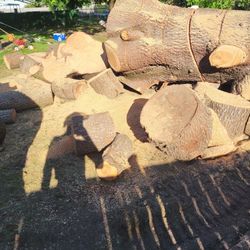 Tree Work