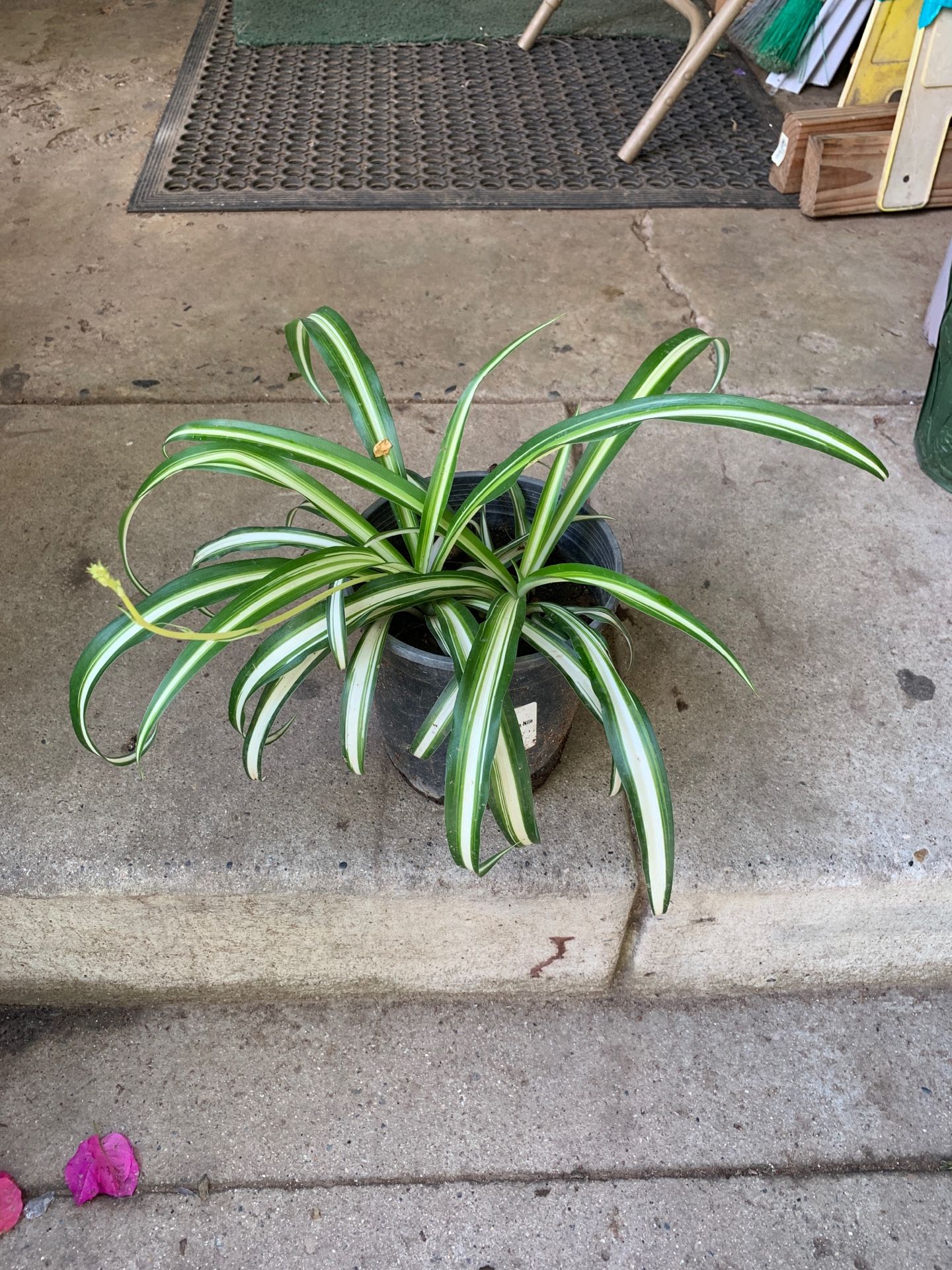 Spider plant