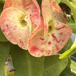 Corona De Cristo En Bote De 5 Galones