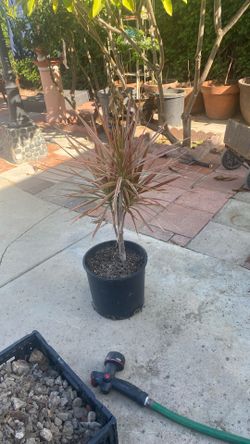 Dragon Tree Dracaena Marginata, Hawaiian plant