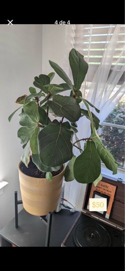 Indoor plants on sale