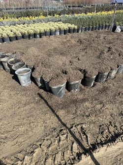 Nursery Blend