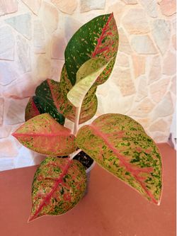 Aglaonema Dalmatian / Karat Family Plant - 5inch