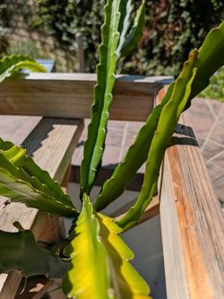 Rare Sour Patch Kid dragon fruit cutting