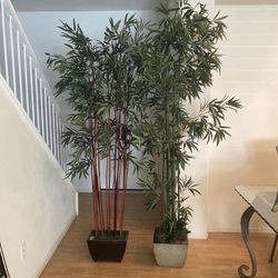 Two Tall Beautiful Trees