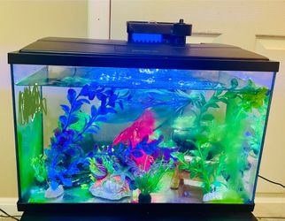 Aquarium With Full Sets