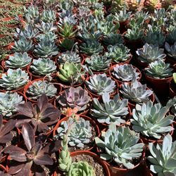 Succulents 
