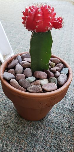 Mini red cactus $5