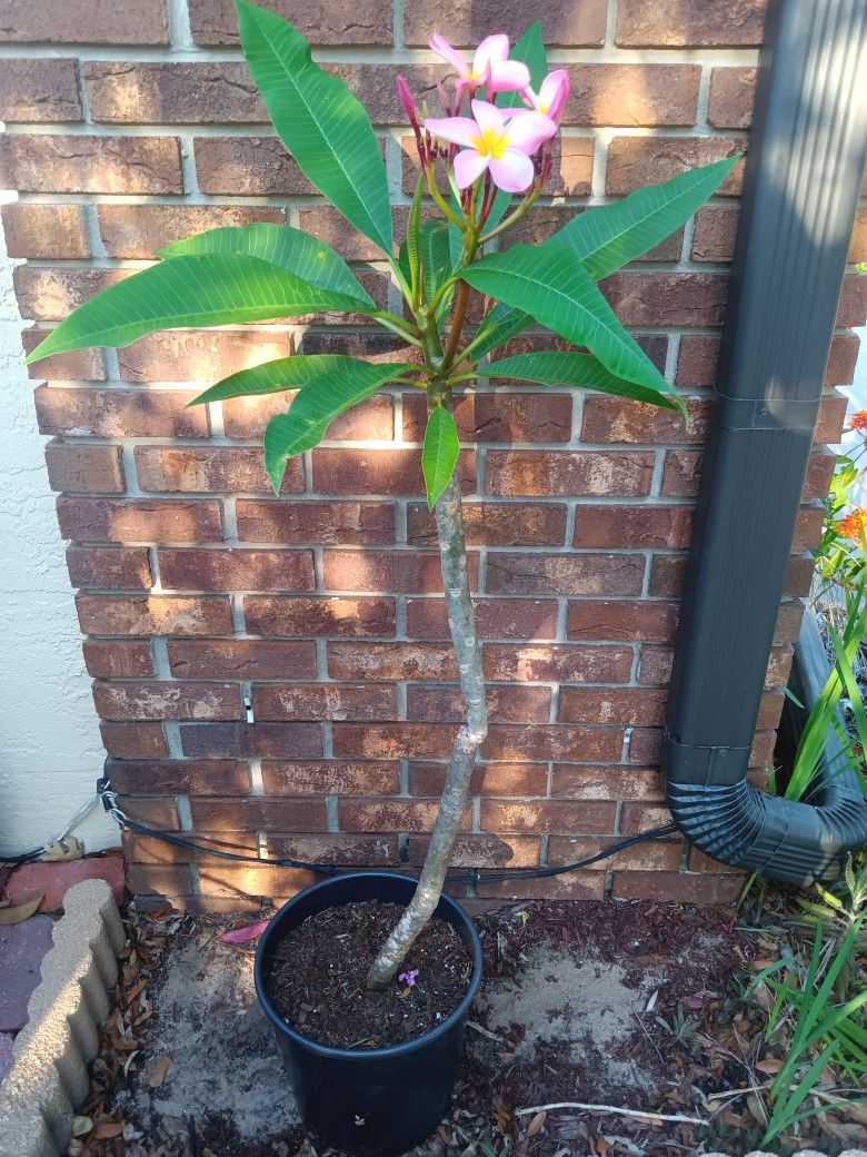 Plumeria