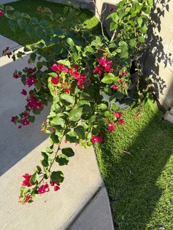 Bougainvillea “La Jolla”