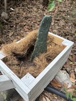 Baby Cows Tongue Cactus 