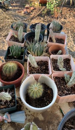 Cacti and succulent