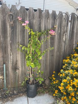 Huge plant***5ft huge bougainvillea “Thai Delight”; 95820