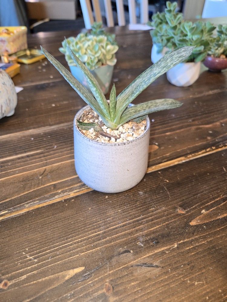 Variegated Graptoveria 