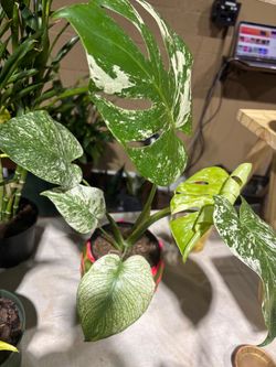 Variegated Monstera Deliciosa Live Plant