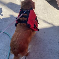 Bison Designs Backpack Saddlebag For Big Dogs
