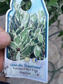 Red Twig Dogwood free u-dig from pot ( easy)